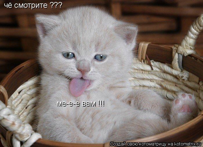 чё смотрите ??? ме-е-е вам !!!... Котоматрица: чё смотрите ??? ме-е-е вам !!!