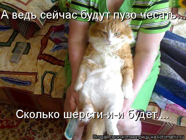 А ведь сейчас будут пузо чесать... Сколько шерсти-и-и будет....... Котоматрица: А ведь сейчас будут пузо чесать... Сколько шерсти-и-и будет....