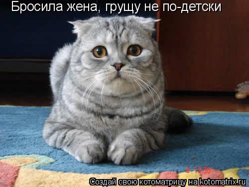 Бросила жена, грущу не по-детски... Котоматрица: Бросила жена, грущу не по-детски