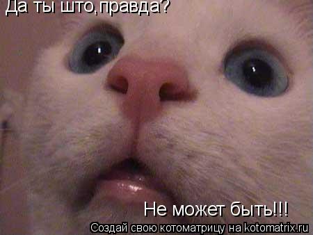 Да ты што,правда? Не может быть!!!... Котоматрица: Да ты што,правда? Не может быть!!!