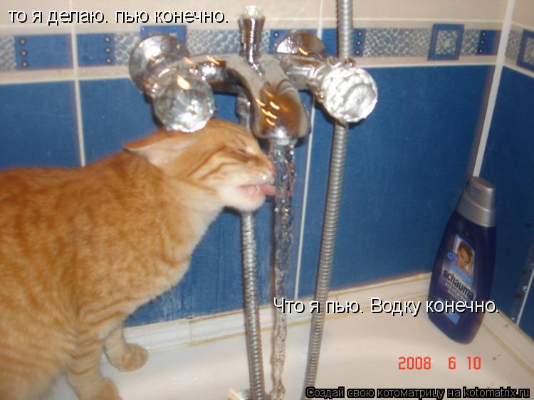 то я делаю. пью конечно. Что я пью. Водку конечно.... Котоматрица: то я делаю. пью конечно. Что я пью. Водку конечно.