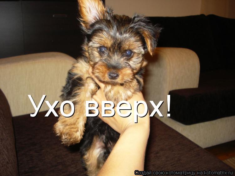 Ухо вверх!... Котоматрица: Ухо вверх!