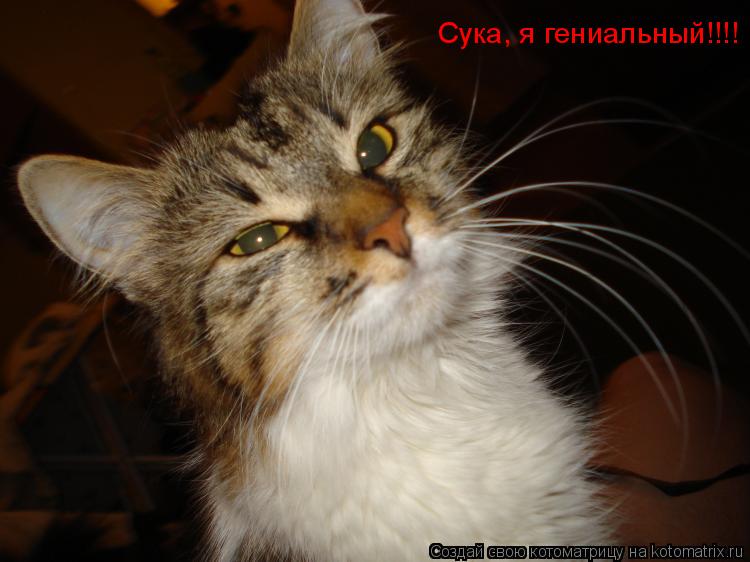 Сука, я гениальный!!!!... Котоматрица: Сука, я гениальный!!!!