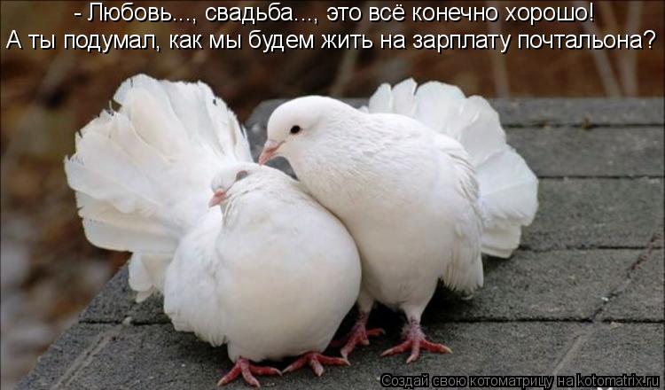 - Любовь..., свадьба..., это всё конечно хорошо! А ты подумал, как мы будем жить на зарплату почталь... Котоматрица: - Любовь..., свадьба..., это всё конечно хорошо! А ты подумал, как мы будем жить на зарплату почтальона?