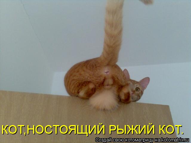 КОТ,НОСТОЯЩИЙ РЫЖИЙ КОТ.... Котоматрица: КОТ,НОСТОЯЩИЙ РЫЖИЙ КОТ.