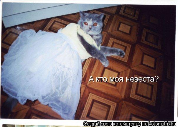 А кто моя невеста? А кто моя невеста?... Котоматрица: А кто моя невеста? А кто моя невеста?