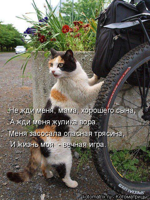 Не жди меня, мама, хорошего сына, А жди меня жулика вора. Меня засосала опасная трясина, И жизнь моя ... Котоматрица: Не жди меня, мама, хорошего сына, А жди меня жулика вора. Меня засосала опасная трясина, И жизнь моя - вечная игра.
