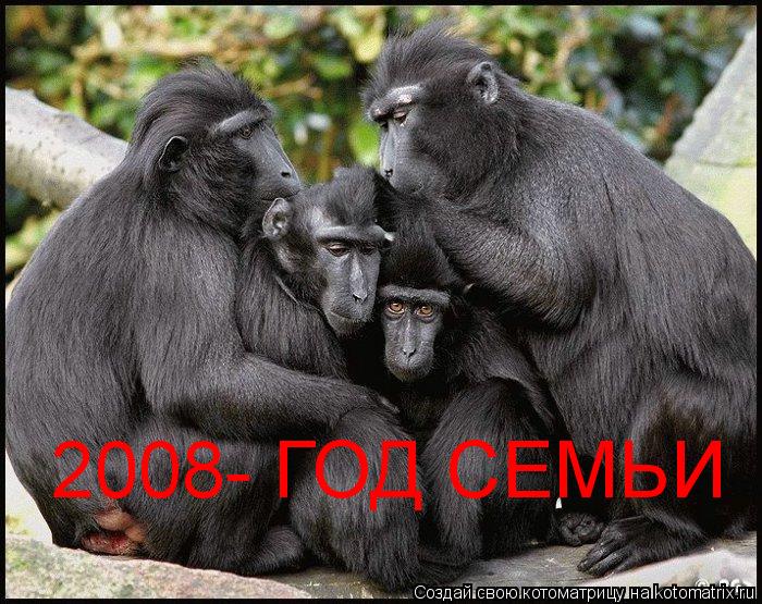 2008- ГОД СЕМЬИ... Котоматрица: 2008- ГОД СЕМЬИ