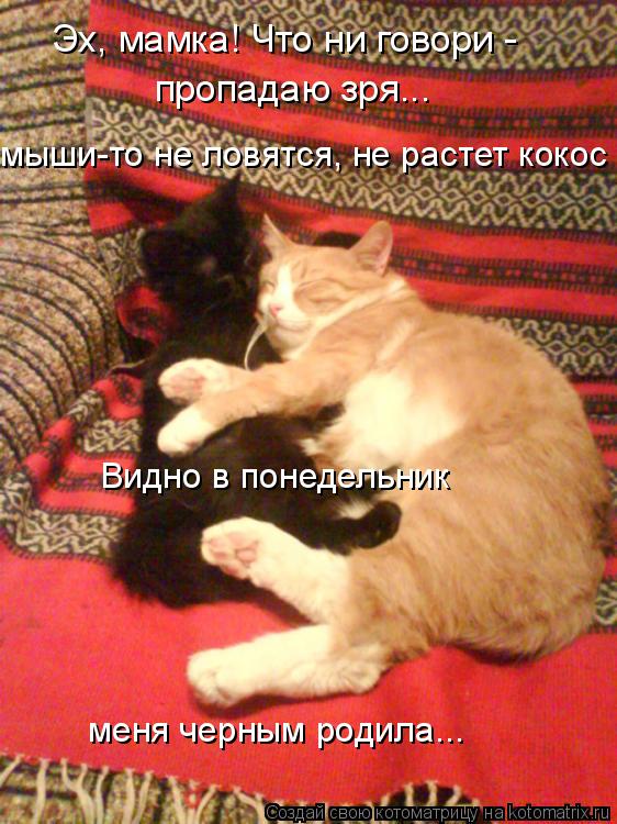 Эх, мамка! Что ни говори - пропадаю зря... мыши-то не ловятся, не растет кокос Видно в понедельник ... Котоматрица: Эх, мамка! Что ни говори - пропадаю зря... мыши-то не ловятся, не растет кокос Видно в понедельник меня черным родила...