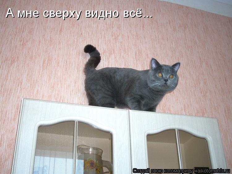 А мне сверху видно всё...... Котоматрица: А мне сверху видно всё...