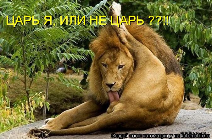 ЦАРЬ Я, ИЛИ НЕ ЦАРЬ ??!!... Котоматрица: ЦАРЬ Я, ИЛИ НЕ ЦАРЬ ??!!