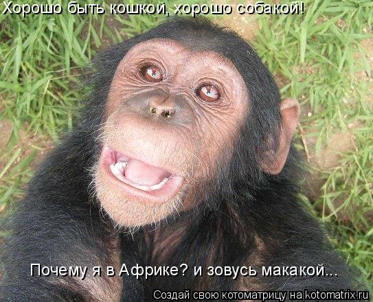 Хорошо быть кошкой, хорошо собакой! Почему я в Африке? и зовусь макакой...... Котоматрица: Хорошо быть кошкой, хорошо собакой! Почему я в Африке? и зовусь макакой...
