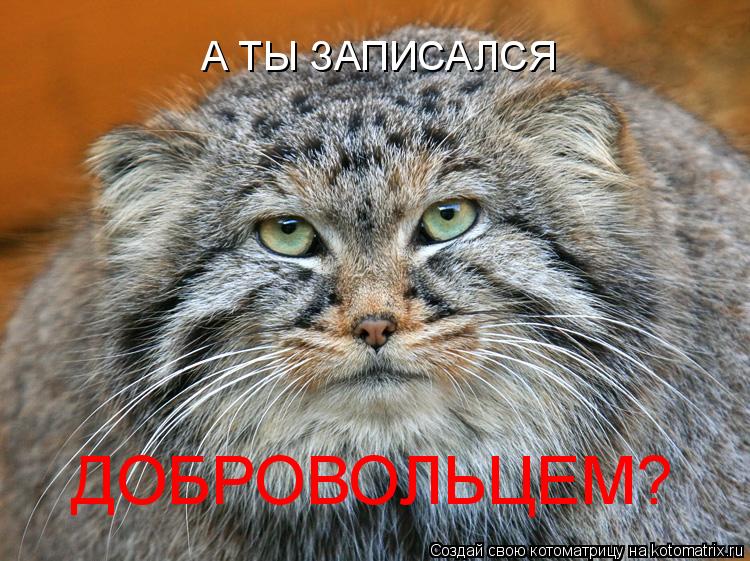 А ТЫ ЗАПИСАЛСЯ ДОБРОВОЛЬЦЕМ?... Котоматрица: А ТЫ ЗАПИСАЛСЯ ДОБРОВОЛЬЦЕМ?