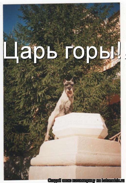 Царь горы!!!... Котоматрица: Царь горы!!!