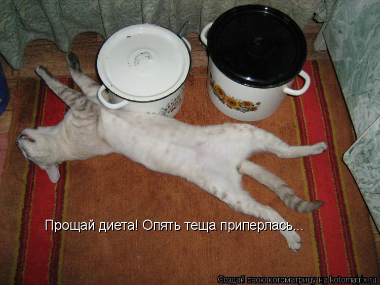 Прощай диета! Опять теща приперлась...... Котоматрица: Прощай диета! Опять теща приперлась...