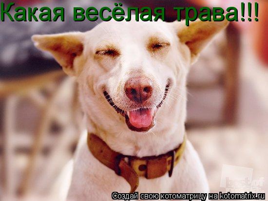 Какая весёлая трава!!!... Котоматрица: Какая весёлая трава!!!