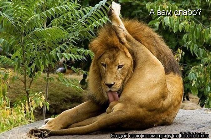 А вам слабо?... Котоматрица: А вам слабо?