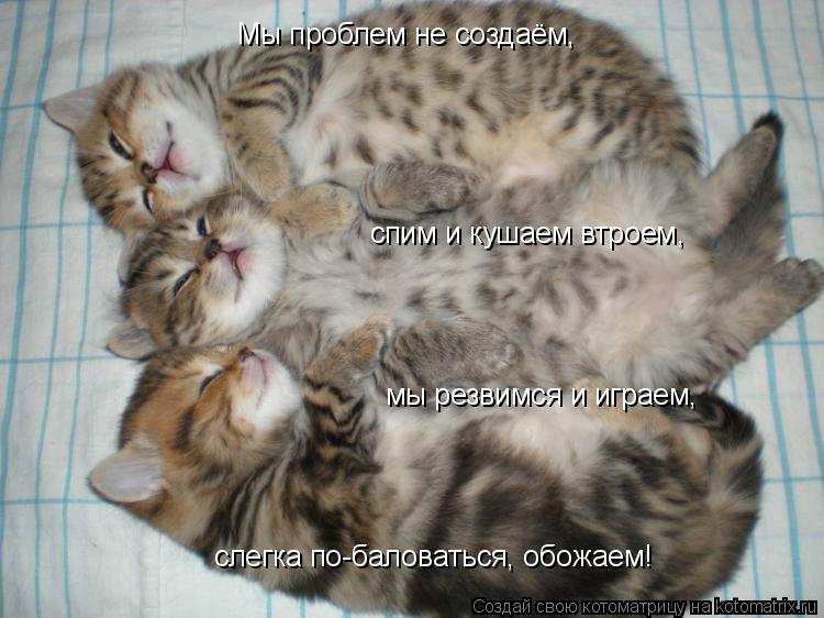Мы проблем не создаём, спим и кушаем втроем, мы резвимся и играем, слегка по-баловаться, обожаем!... Котоматрица: Мы проблем не создаём, спим и кушаем втроем, мы резвимся и играем, слегка по-баловаться, обожаем!