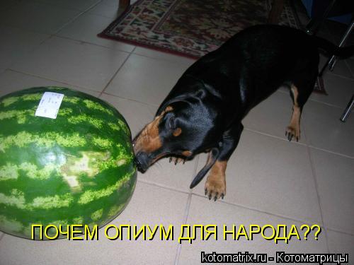 ПОЧЕМ ОПИУМ ДЛЯ НАРОДА??... Котоматрица: ПОЧЕМ ОПИУМ ДЛЯ НАРОДА??