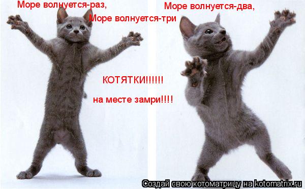 Море волнуется-раз, Море волнуется-два, Море волнуется-три КОТЯТКИ!!!!!! на месте замри!!!!... Котоматрица: Море волнуется-раз, Море волнуется-два, Море волнуется-три КОТЯТКИ!!!!!! на месте замри!!!!
