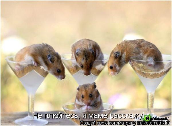 Не плюйтесь, я маме расскажу!... Котоматрица: Не плюйтесь, я маме расскажу!