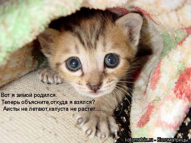 Вот я зимой родился. Теперь объясните,откуда я взялся? Аисты не летают,капуста не растет....... Котоматрица: Вот я зимой родился. Теперь объясните,откуда я взялся? Аисты не летают,капуста не растет....