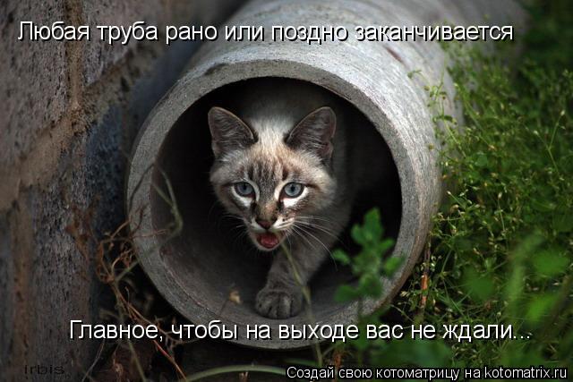 Любая труба рано или поздно заканчивается Главное, чтобы на выходе вас не ждали...... Котоматрица: Любая труба рано или поздно заканчивается Главное, чтобы на выходе вас не ждали...