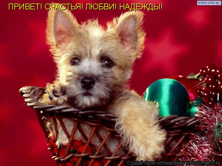 ПРИВЕТ! СЧАСТЬЯ! ЛЮБВИ! НАДЕЖДЫ!... Котоматрица: ПРИВЕТ! СЧАСТЬЯ! ЛЮБВИ! НАДЕЖДЫ!