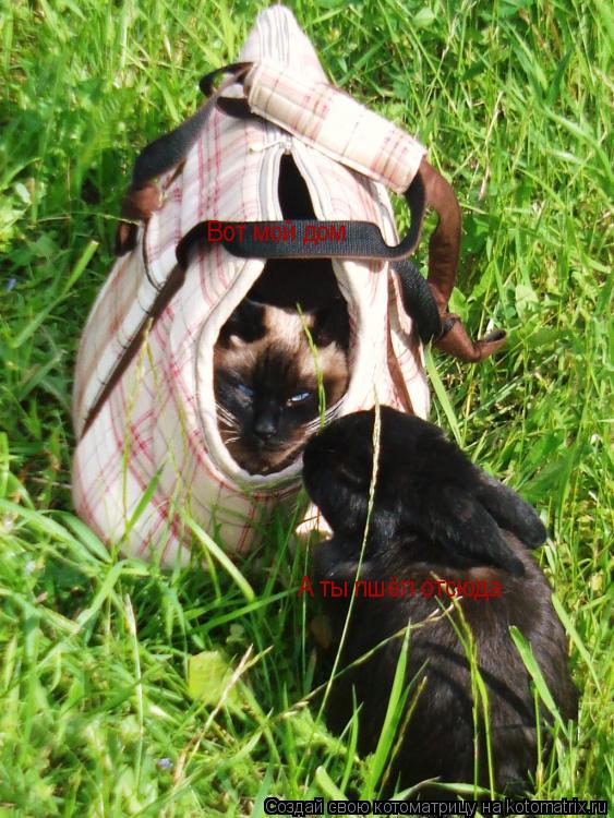 Вот мой дом А ты пшёл отсюда... Котоматрица: Вот мой дом А ты пшёл отсюда