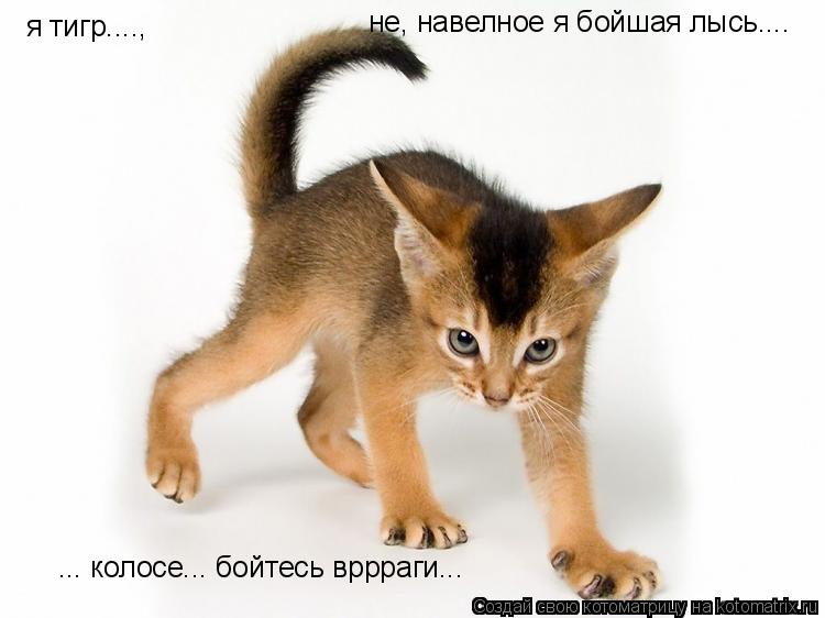я тигр...., не, навелное я бойшая лысь.... ... колосе... бойтесь вррраги...... Котоматрица: я тигр...., не, навелное я бойшая лысь.... ... колосе... бойтесь вррраги...