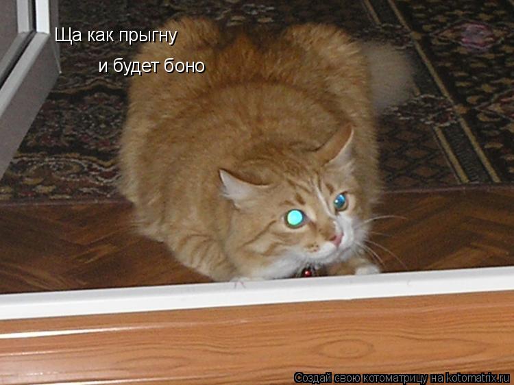 Ща как прыгну и будет боно... Котоматрица: Ща как прыгну и будет боно