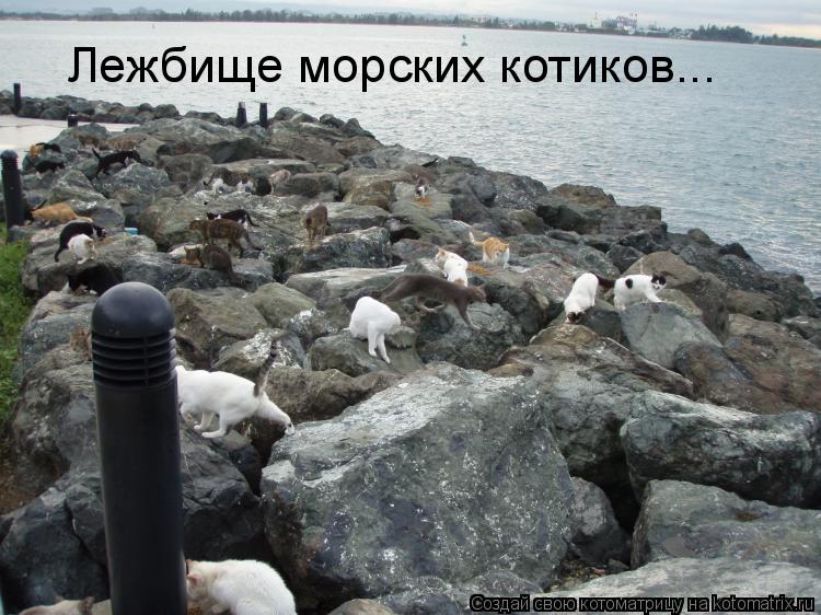 Лежбище морских котиков...... Котоматрица: Лежбище морских котиков...