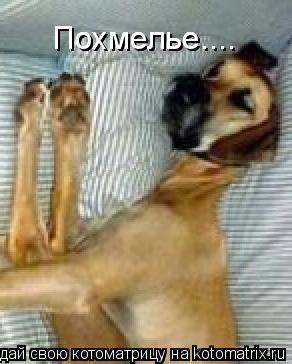 Похмелье.... Похмелье....... Котоматрица: Похмелье.... Похмелье....