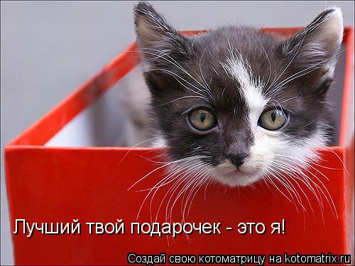 Лучший твой подарочек - это я!... Котоматрица: Лучший твой подарочек - это я!