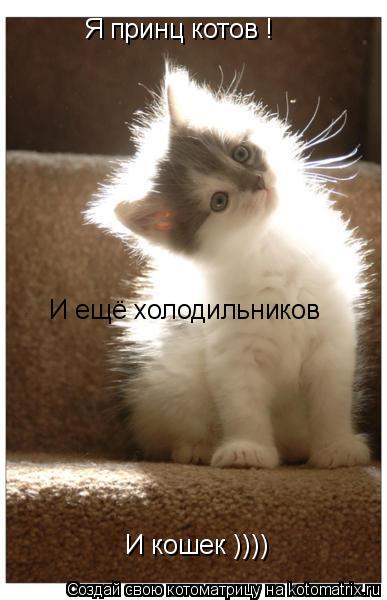 Я принц котов ! И кошек )))) И ещё холодильников... Котоматрица: Я принц котов ! И кошек )))) И ещё холодильников