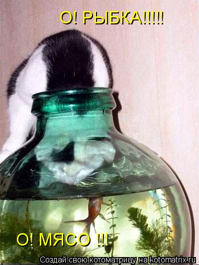О! РЫБКА!!!!! О! МЯСО !!!... Котоматрица: О! РЫБКА!!!!! О! МЯСО !!!