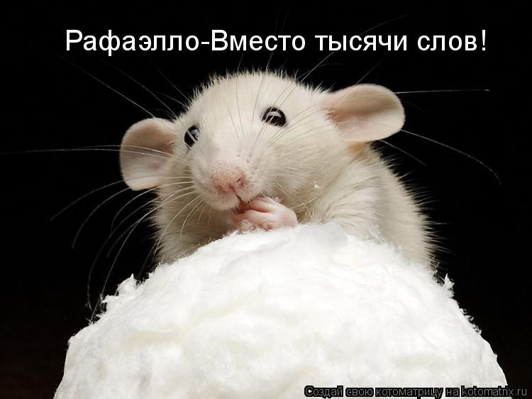 Рафаэлло-Вместо тысячи слов!... Котоматрица: Рафаэлло-Вместо тысячи слов!
