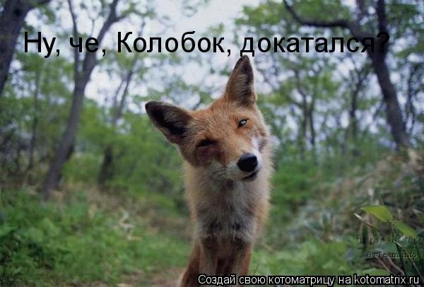 Ну, че, Колобок, докатался?... Котоматрица: Ну, че, Колобок, докатался?