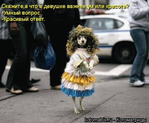 Скажите,а что в девушке важнее,ум или красота? -Умный вопрос. -Красивый ответ.... Котоматрица: Скажите,а что в девушке важнее,ум или красота? -Умный вопрос. -Красивый ответ.