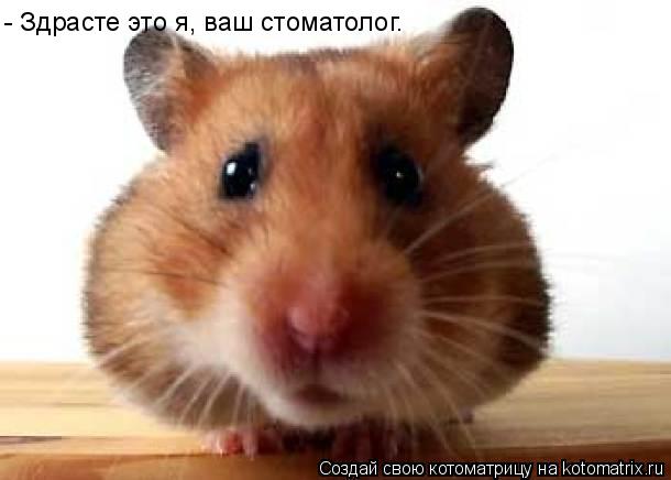 - Здрасте это я, ваш стоматолог.... Котоматрица: - Здрасте это я, ваш стоматолог.