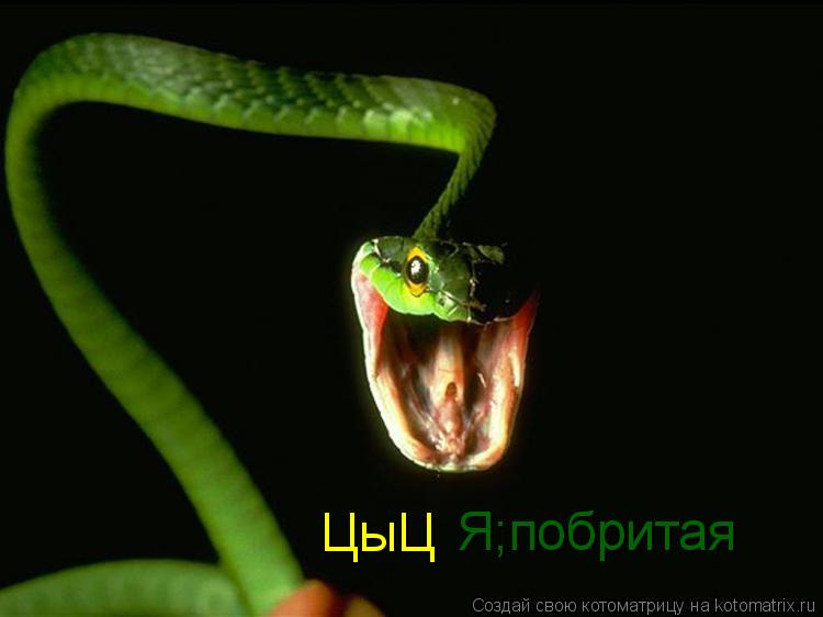 ЦыЦ Я;побритая... Котоматрица: ЦыЦ Я;побритая