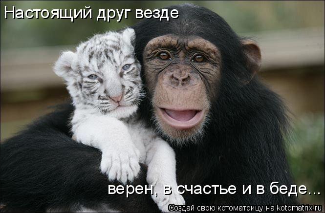 Настоящий друг везде верен, в счастье и в беде...... Котоматрица: Настоящий друг везде верен, в счастье и в беде...