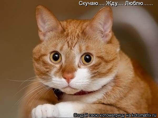 Скучаю.... Жду.... Люблю......... Котоматрица: Скучаю.... Жду.... Люблю......