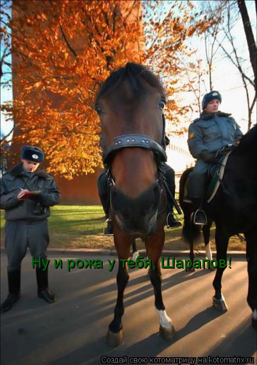 Ну и рожа у тебя, Шарапов!... Котоматрица: Ну и рожа у тебя, Шарапов!