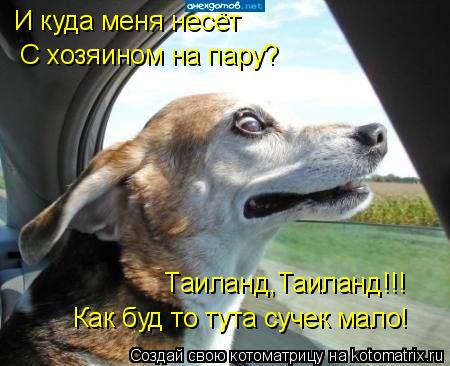И куда меня несёт С хозяином на пару? Таиланд,Таиланд!!! Как буд то тута сучек мало!... Котоматрица: И куда меня несёт С хозяином на пару? Таиланд,Таиланд!!! Как буд то тута сучек мало!