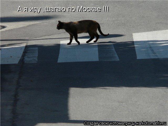 Котоматрица: А я иду ,шагаю по Москве !!!