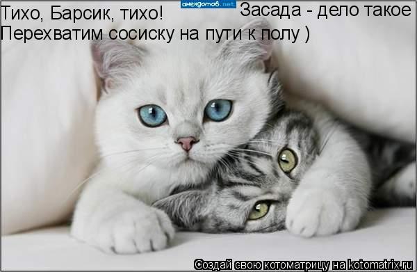 Тихо, Барсик, тихо! Перехватим сосиску на пути к полу ) Засада - дело такое... Котоматрица: Тихо, Барсик, тихо! Перехватим сосиску на пути к полу ) Засада - дело такое