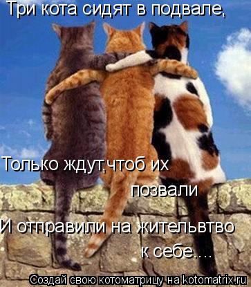 Три кота сидят в подвале, Только ждут,чтоб их позвали И отправили на жительвтво к себе....... Котоматрица: Три кота сидят в подвале, Только ждут,чтоб их позвали И отправили на жительвтво к себе....