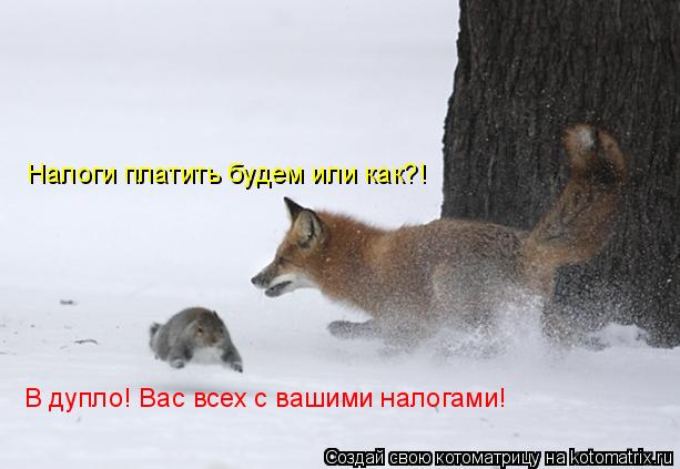 Налоги платить будем или как?! В дупло! Вас всех с вашими налогами!... Котоматрица: Налоги платить будем или как?! В дупло! Вас всех с вашими налогами!