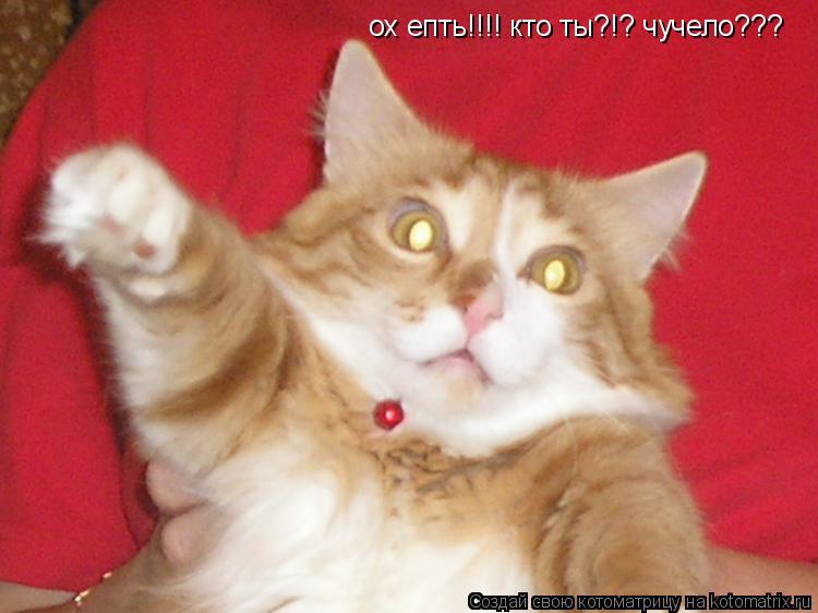 ох епть!!!! кто ты?!? чучело???... Котоматрица: ох епть!!!! кто ты?!? чучело???